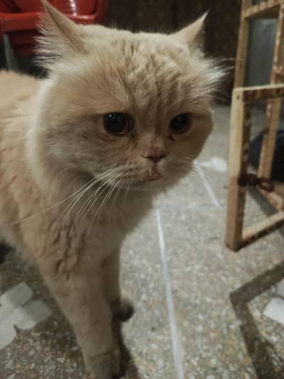 Persian male triple coat full punch face