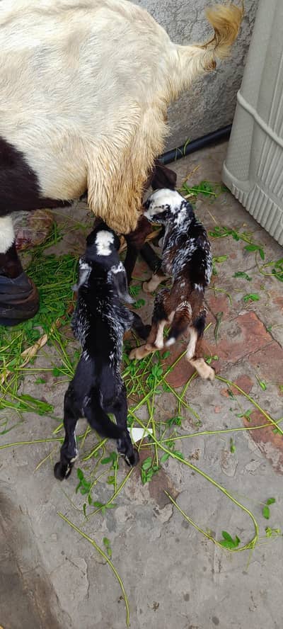 Dood wali bakri sat 2 bachy for sake