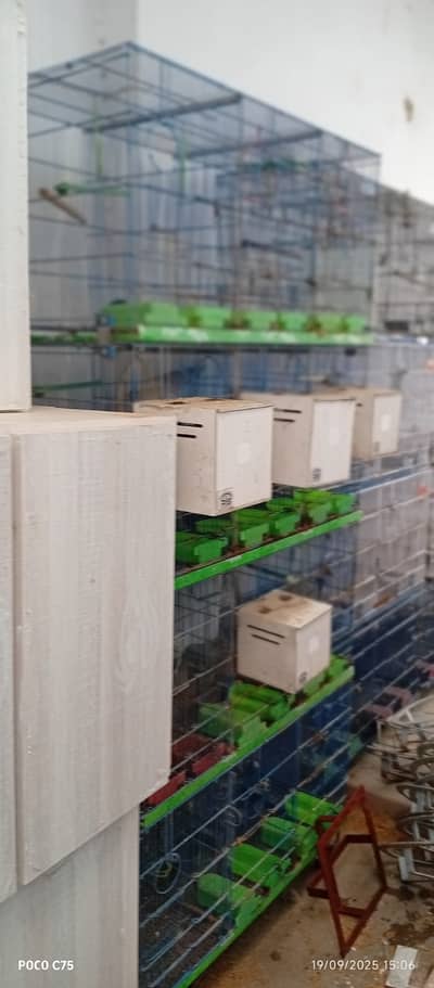 Love birdss,  cage and boxes