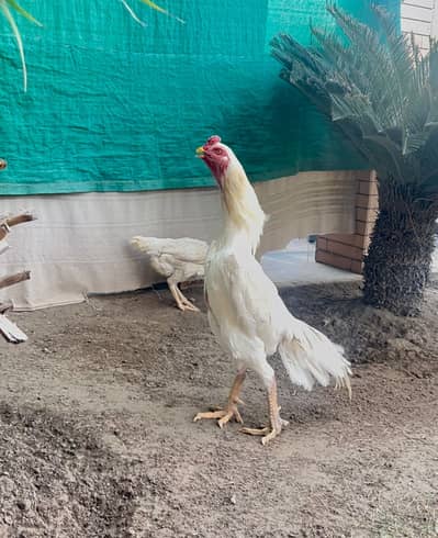 White Shamo |quality /king breeder Shamo male| pure aseel shamo