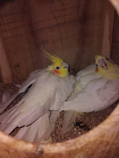 Coman withe red eyes cocktail breader pair