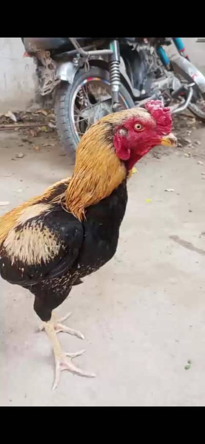 Aseel murgha for sale