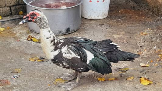 Pure Muscovy Male Duck | Healthy & Mature | Red Face |