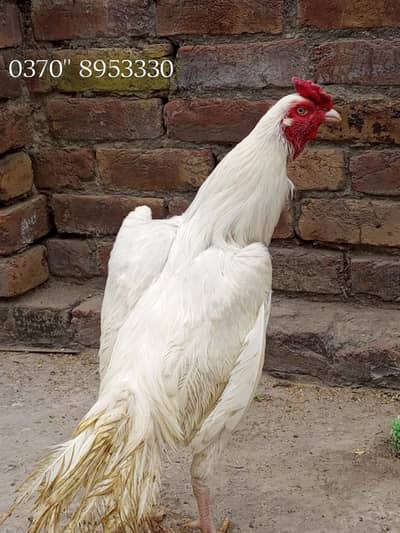 heera paper white male