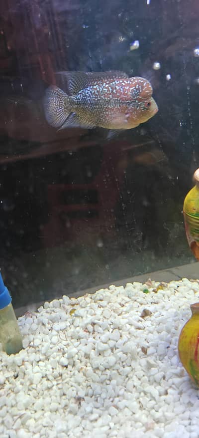 parrots and flowerhorns READ ADD