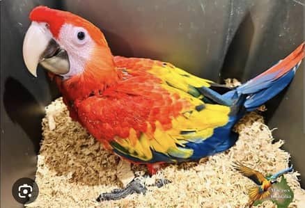 red macaw parrot 5month age connect number 03257593180