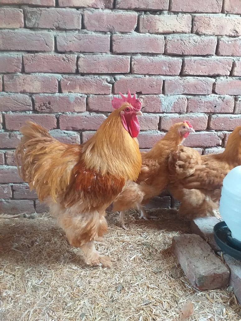 gelden heavy buff/white buff chicks/fancy hen/heavy buff chick's/chu ...