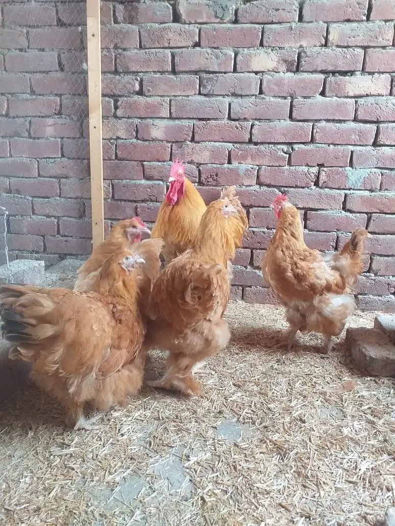 gelden heavy buff/white buff chicks/fancy hen/heavy buff chick's/chu — photo 2