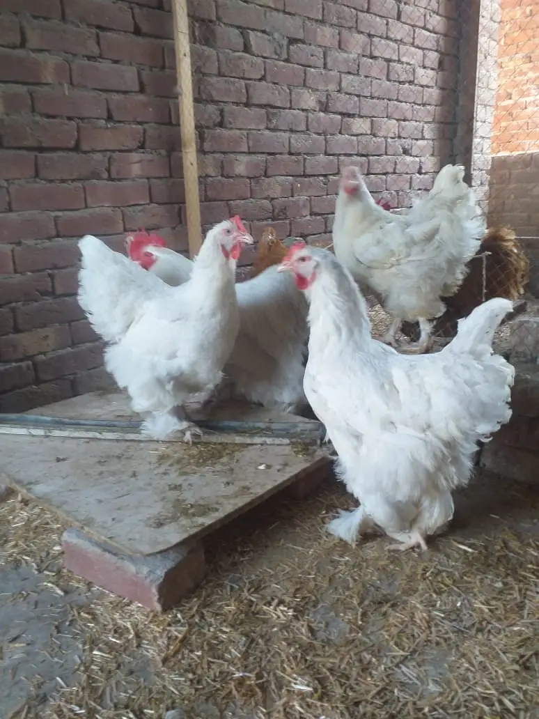 gelden heavy buff/white buff chicks/fancy hen/heavy buff chick's/chu — photo 3