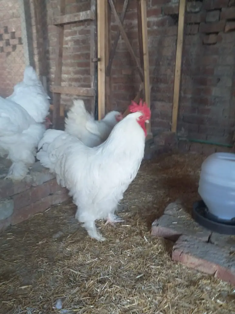 gelden heavy buff/white buff chicks/fancy hen/heavy buff chick's/chu — photo 4