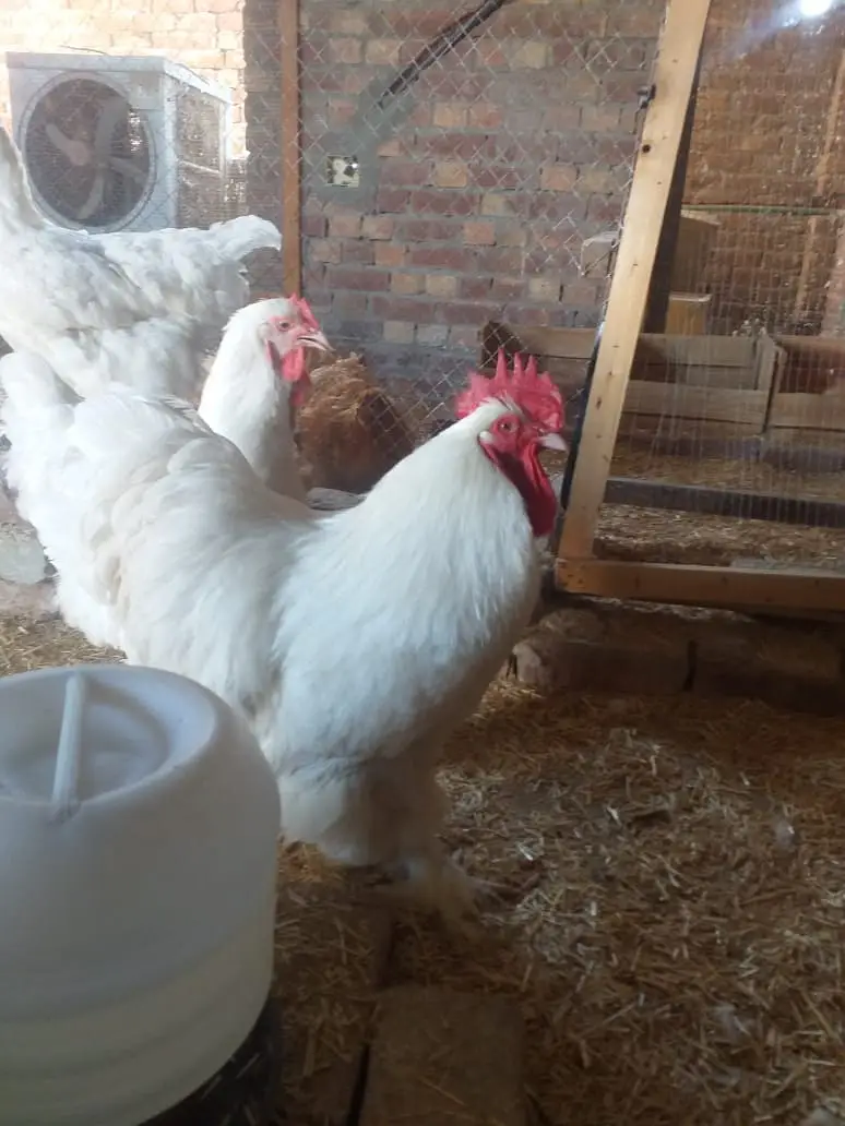 gelden heavy buff/white buff chicks/fancy hen/heavy buff chick's/chu — photo 5
