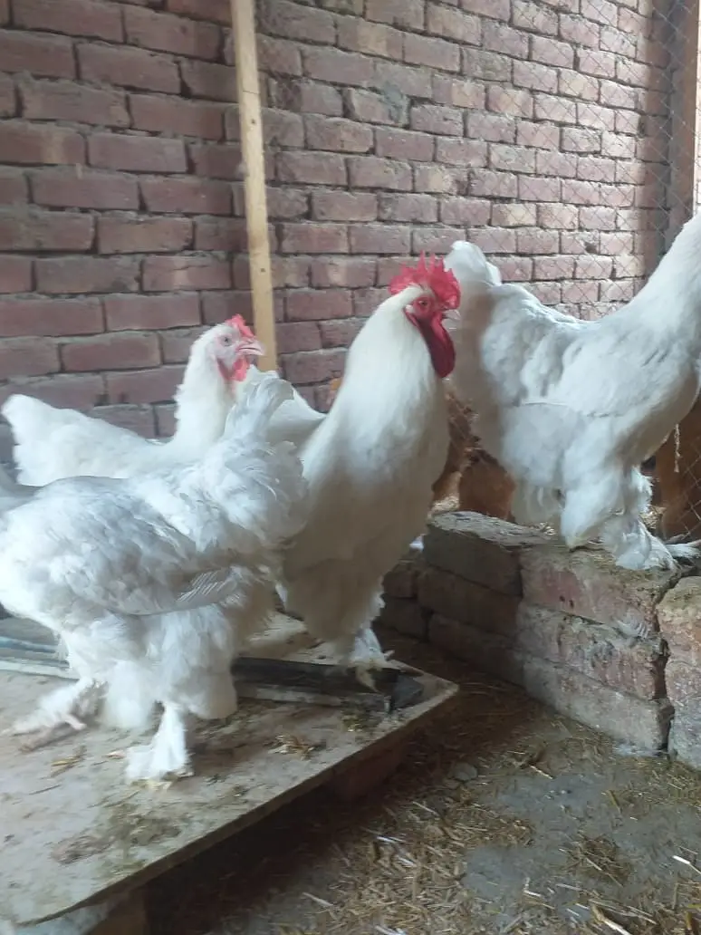 gelden heavy buff/white buff chicks/fancy hen/heavy buff chick's/chu — photo 6