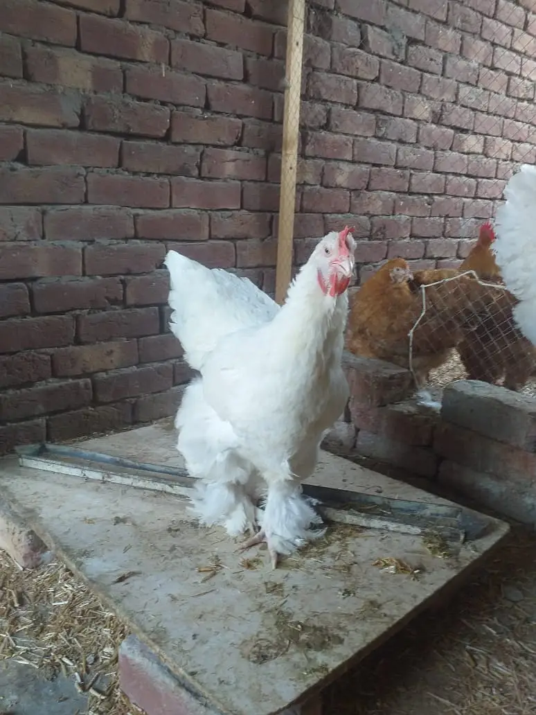 gelden heavy buff/white buff chicks/fancy hen/heavy buff chick's/chu — photo 7