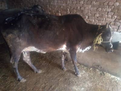 cow for sale