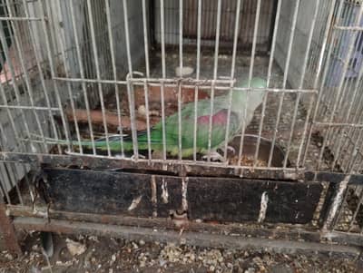 Adult breeder Kashmiri Raw | Pahari female