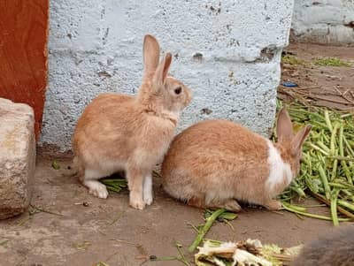Desi and Angora rabbits