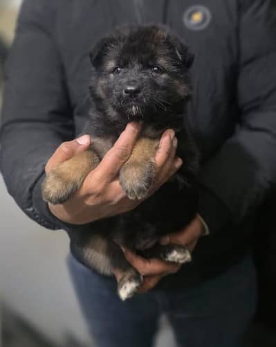 German Shepherd | Black n tan German Shepherd | gsd dog / puppy