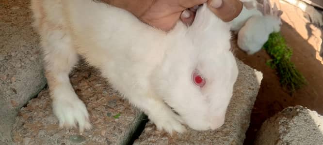 red eyes white color