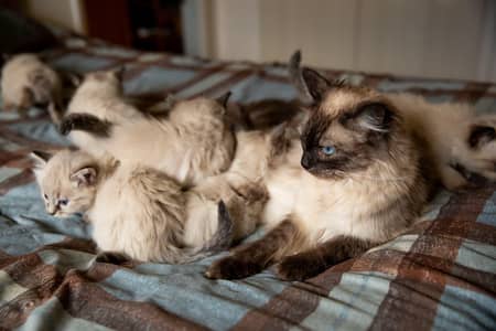 Persian kitten for sale