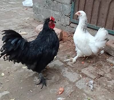 Bantam Pair