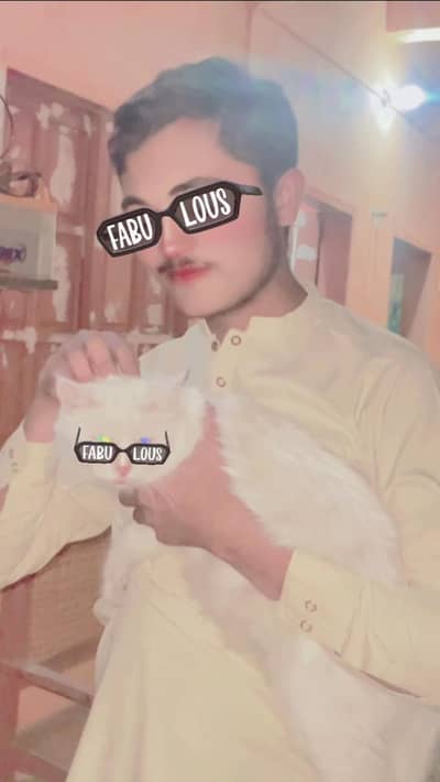 Persian Cat For Sale