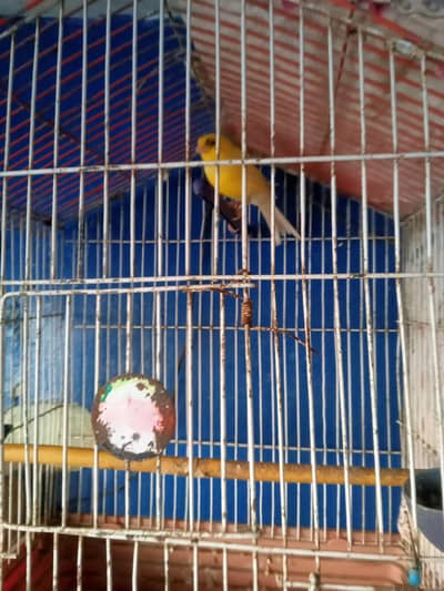 full singing male cannre