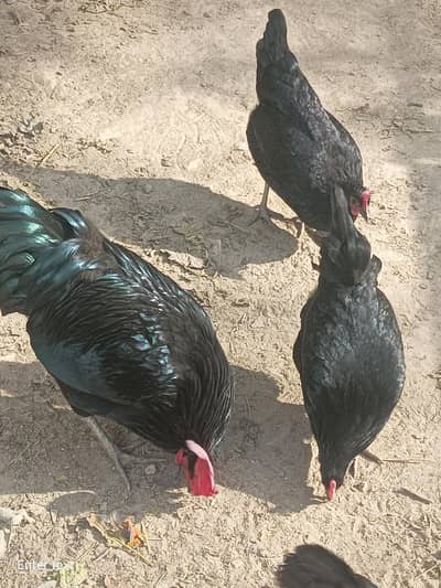 Australorp Hens Egg laying available .