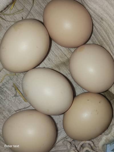 Australorp & RIR Fertile Eggs