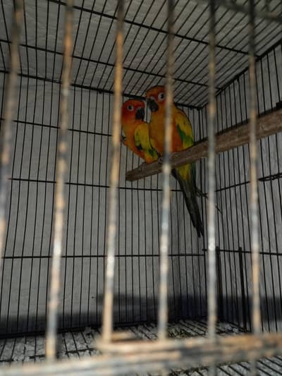 Sunconure Red Factor BREEDER Pair