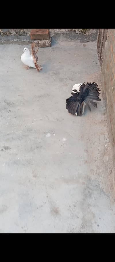 black taile yelwt taile