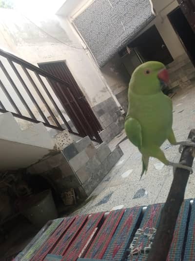 indian green ringnack parrot female