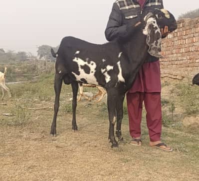 desi breeder bakra | Goat | bakra  | Breader | Pure Beetal | بکرا