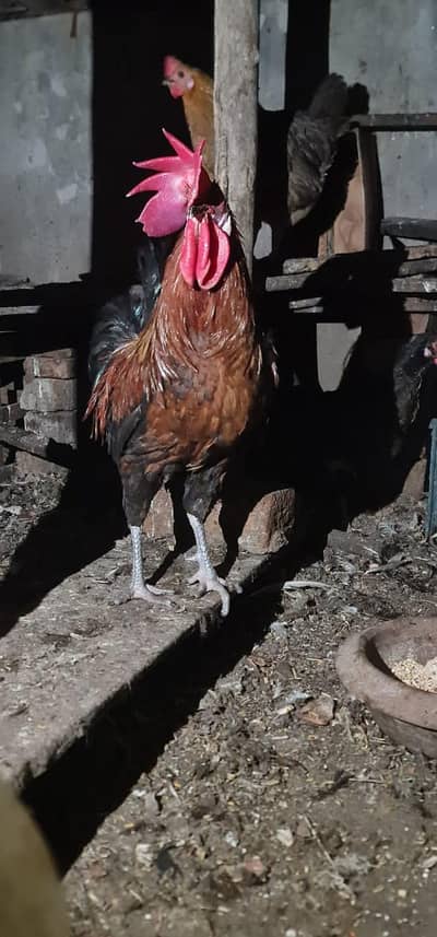 Desi murga healthy and active breeder