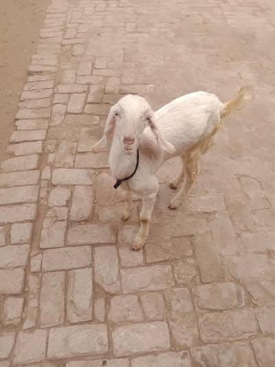 bakra rajpori