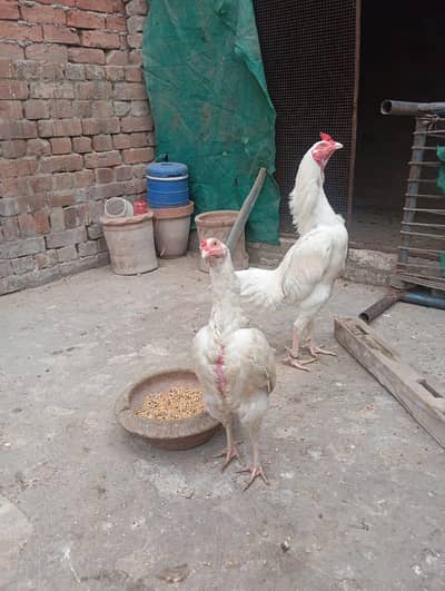 Heera aseel pair for sale long height