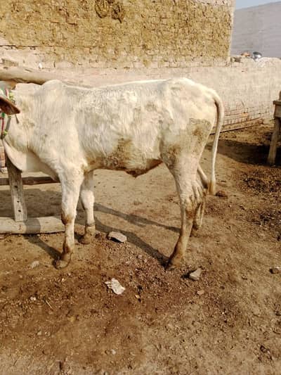 Cholistani Bachra (Calf) for Sale call me 03460423873