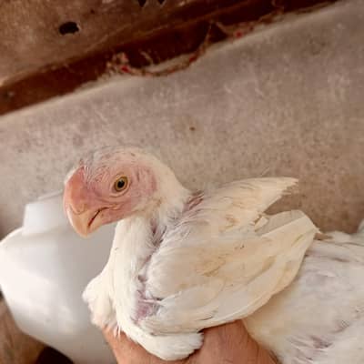 Indian parrot long tail short week