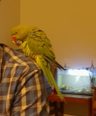 Tamed ring neck parrot