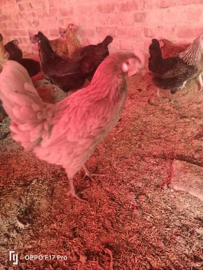 golden misri starter hens