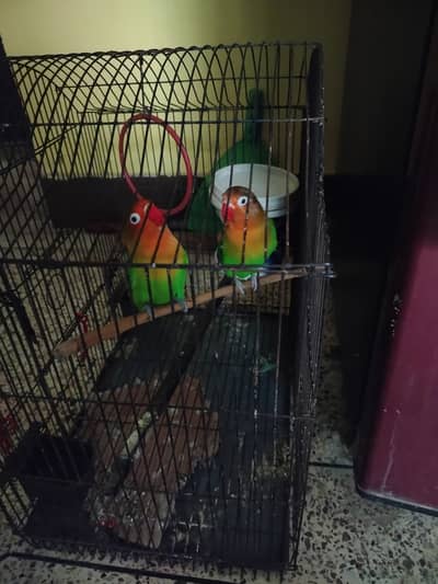 Assalam o Alaikum Love bird