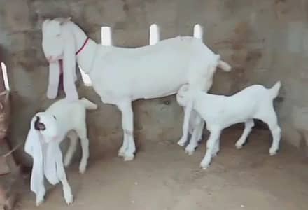 Gulabi bakri 2 Bacchon Ka Sath Urgent for sale/ 03207353182