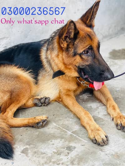 German Shepherd stock hair female