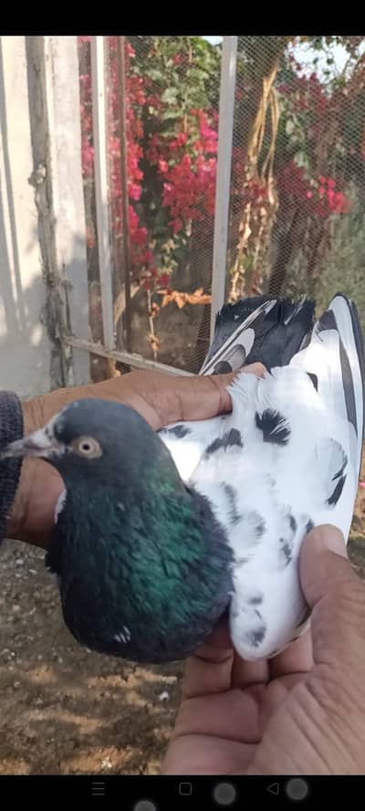 High quality tedy pair