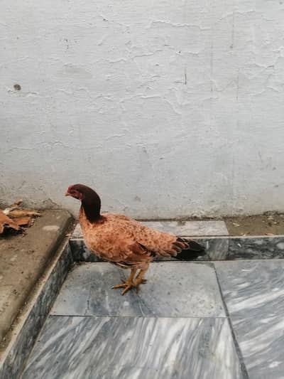 Aseel female for sale and exchange also possible whatsa 03=28=5080289