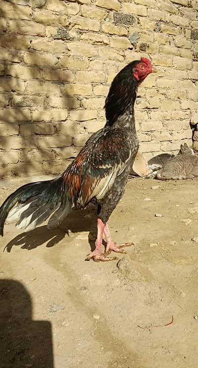 aseel miawalai male peshwar se choze mangwa ya 1 months ka tha