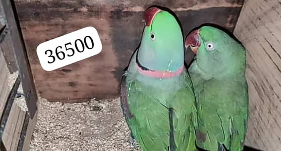 Raw breader pair available for sale