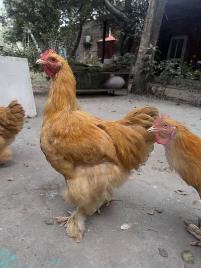 Healthy beautiful male golden buffs for sale