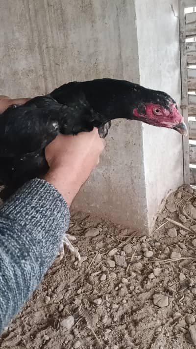 pannas drummer Female