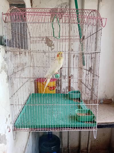 cream cocateil breeder male with breeding cage
