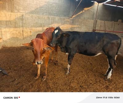 urjent sale cow baby